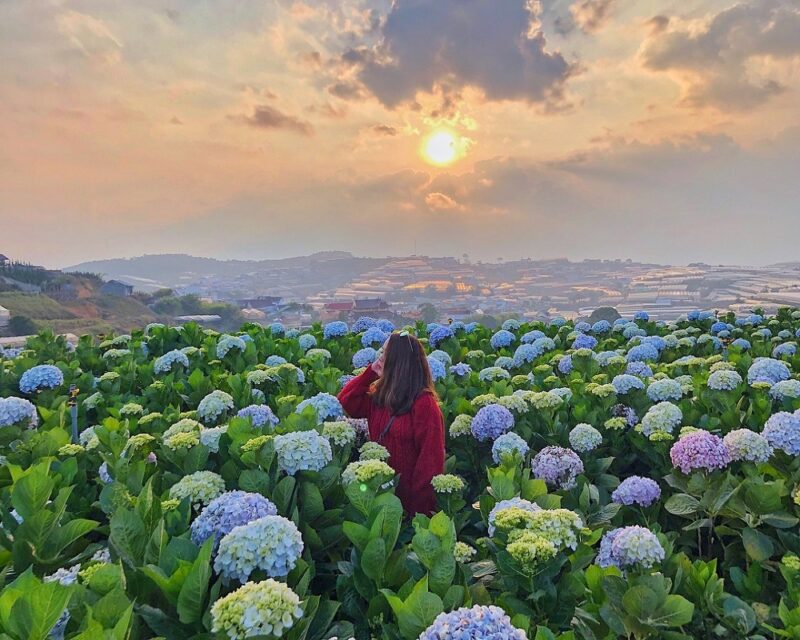 Tour Đà Lạt 1 ngày - Ảnh 1